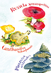 Wenskaart cantharellen etc.