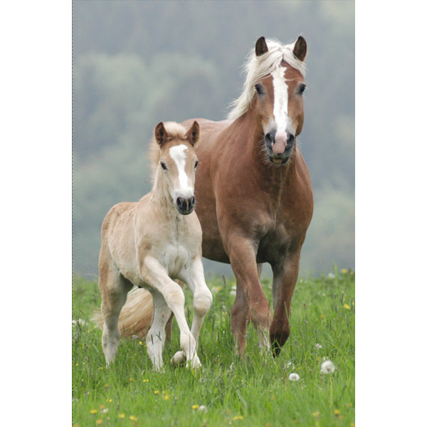 Carte A4 « chevaux »