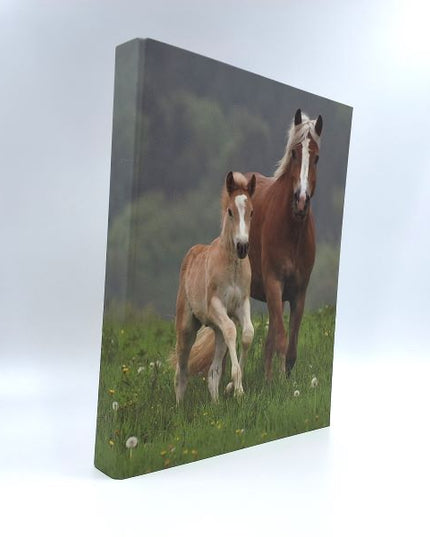 Classeur à anneaux en carton recyclé - 2 chevaux