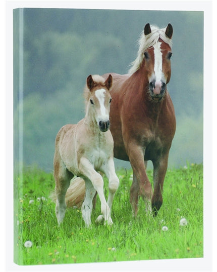 Classeur à anneaux en carton recyclé - 2 chevaux