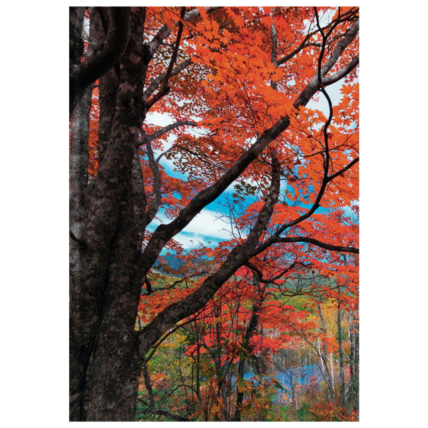 Livre relié A5 - arbre