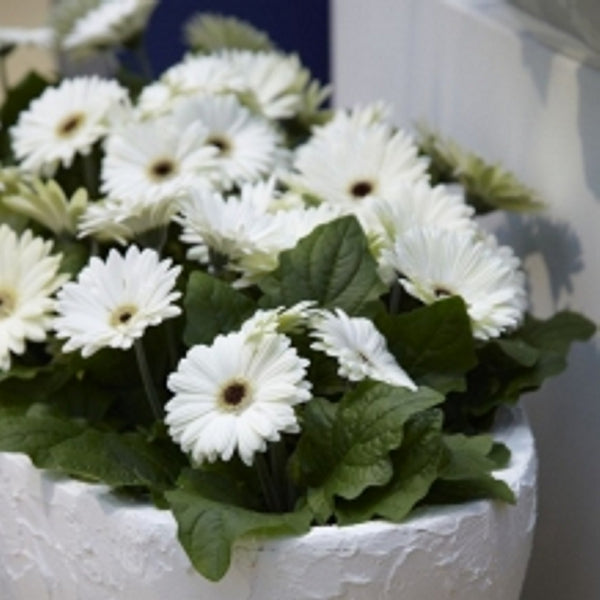 Round colored pencil with seeds - yellow: daisy
