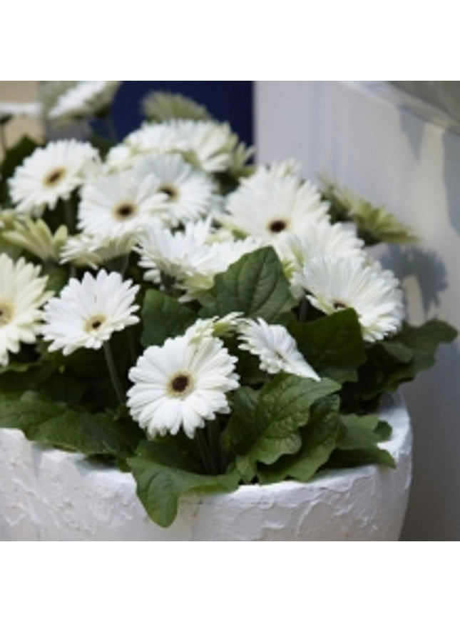 Rond kleurpotlood met zaden - geel : margriet