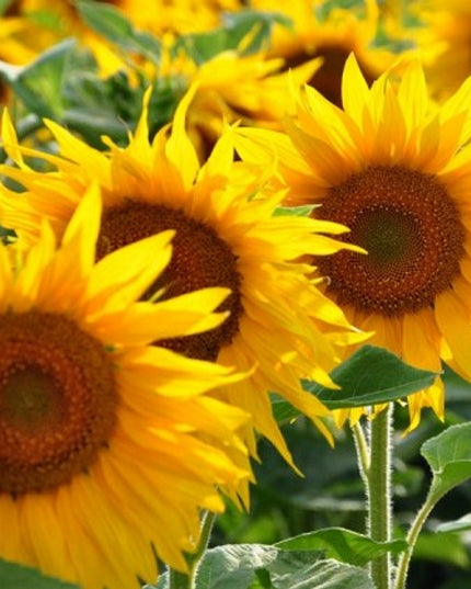 Regenboogpotlood met zaden - zonnebloem