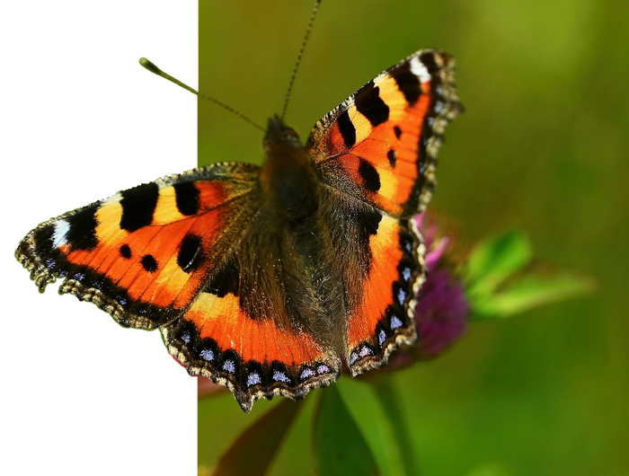 <h2>Hoe kunnen we je helpen?</h2>