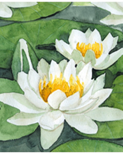 Vierkante wenskaart witte waterlelies