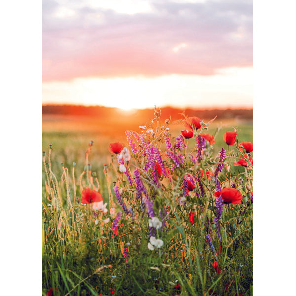 Wenskaart zonsopkomst bloemen