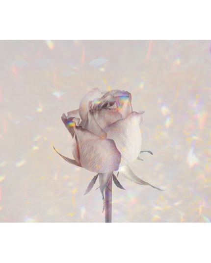 Wenskaart roos holographic