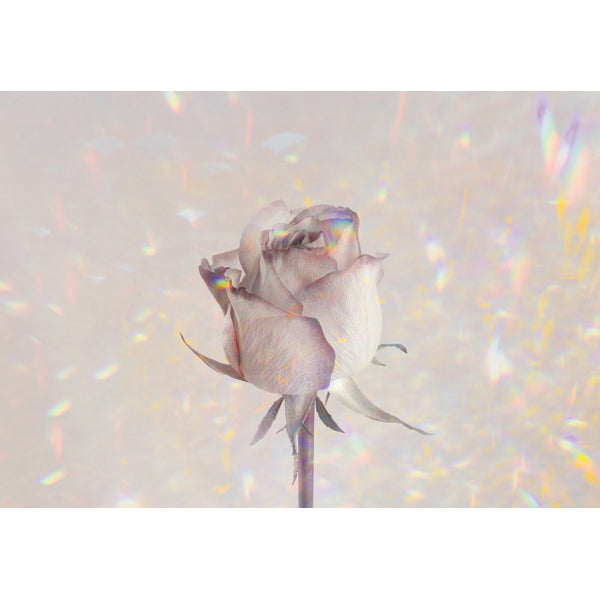 Wenskaart roos holographic