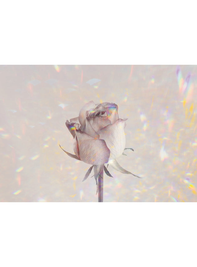 Greeting card rose holographic