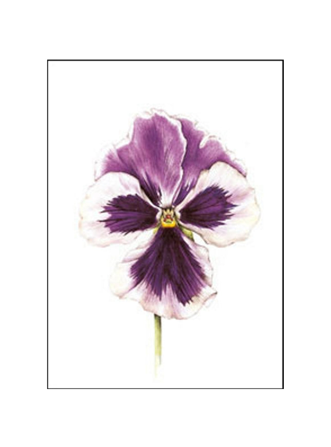 Purple violet greeting card