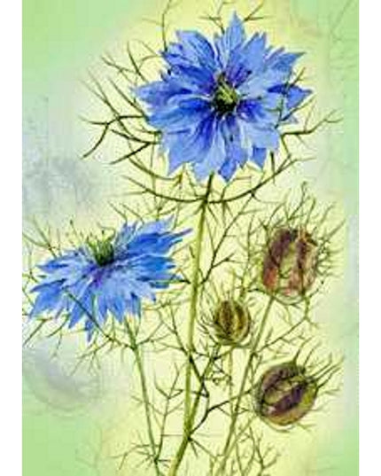 Wenskaart juffertje in 't groen