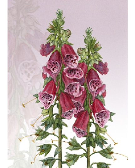 Wenskaart vingerhoedskruid