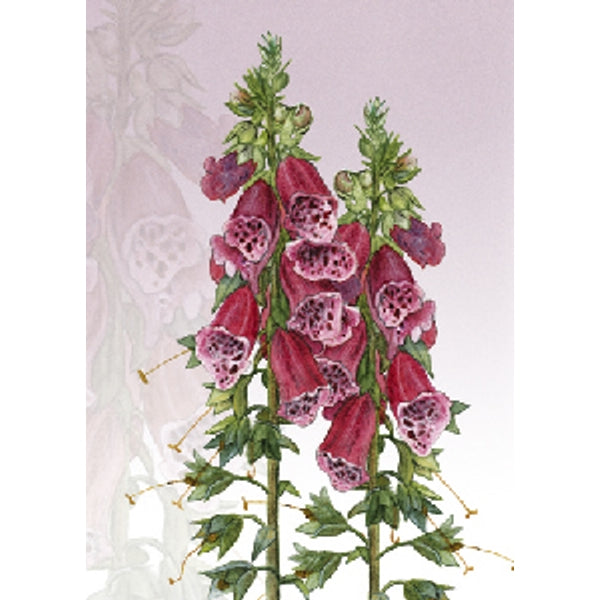 Wenskaart vingerhoedskruid