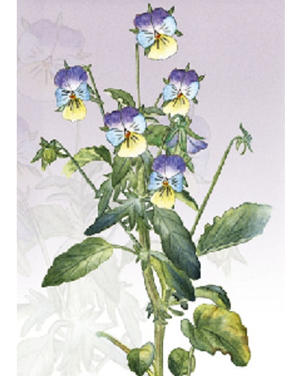 Wenskaart bosviooltje