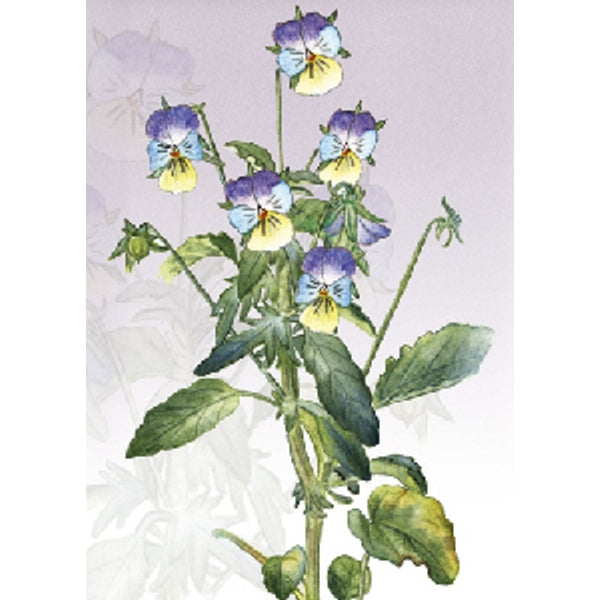 Wenskaart bosviooltje