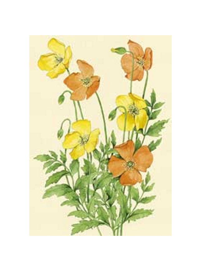 Ranunculus greeting card