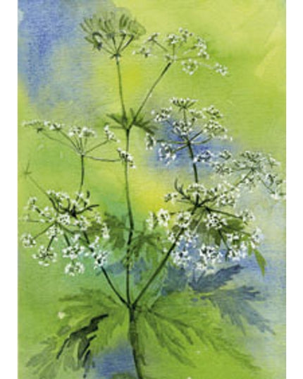 Wenskaart fluitekruid