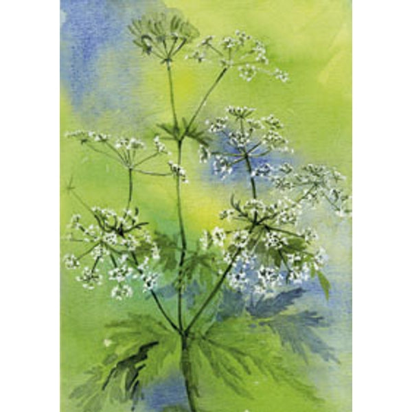 Wenskaart fluitekruid