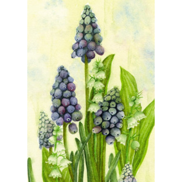 Wenskaart blauwe druifjes Muriël