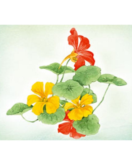 Wenskaart Oost Indische kers Annie