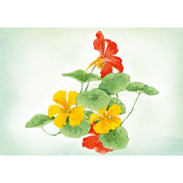 Wenskaart Oost Indische kers Annie