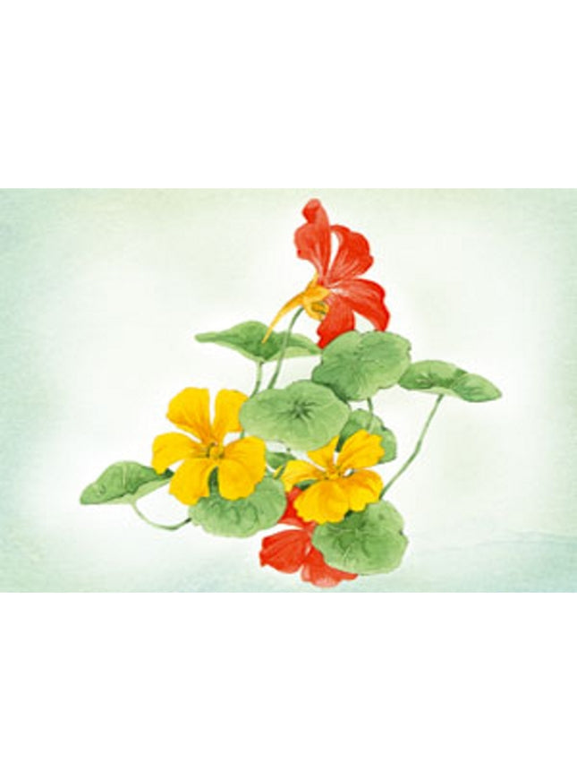 Greeting card East Indian cherry Annie