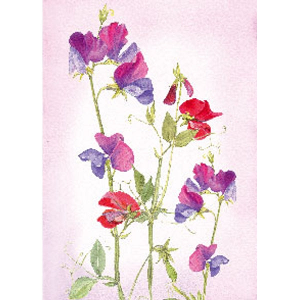 Wenskaart lathyrus