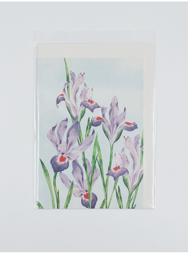Greeting card purple red irises