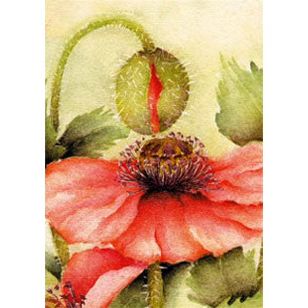 Wenskaart klaproos met knop