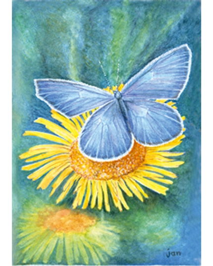 wenskaart gele bloem blauwtje