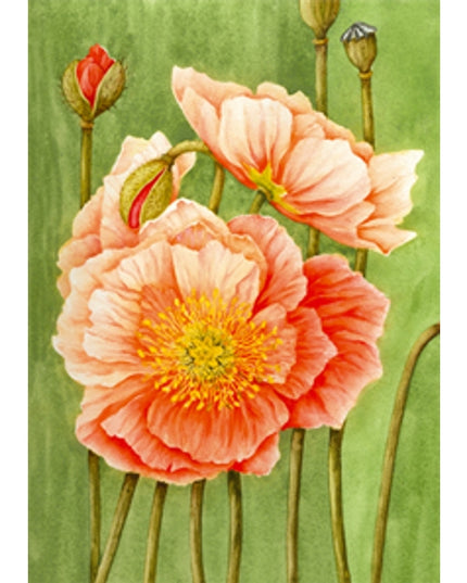 Wenskaart papaver Muriël