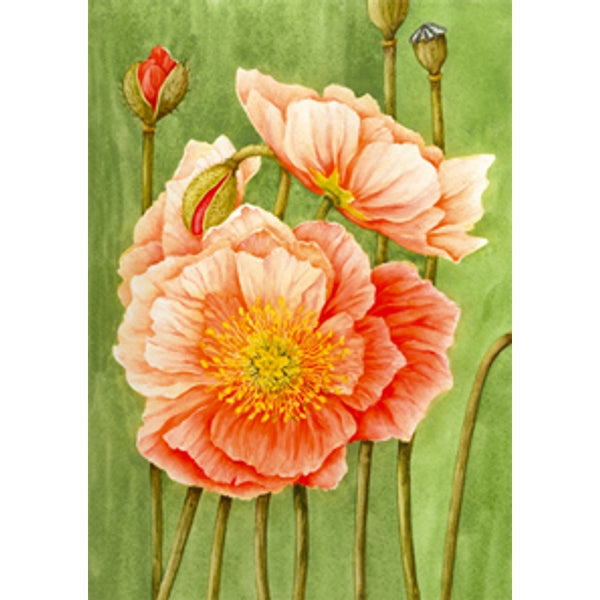 Wenskaart papaver Muriël