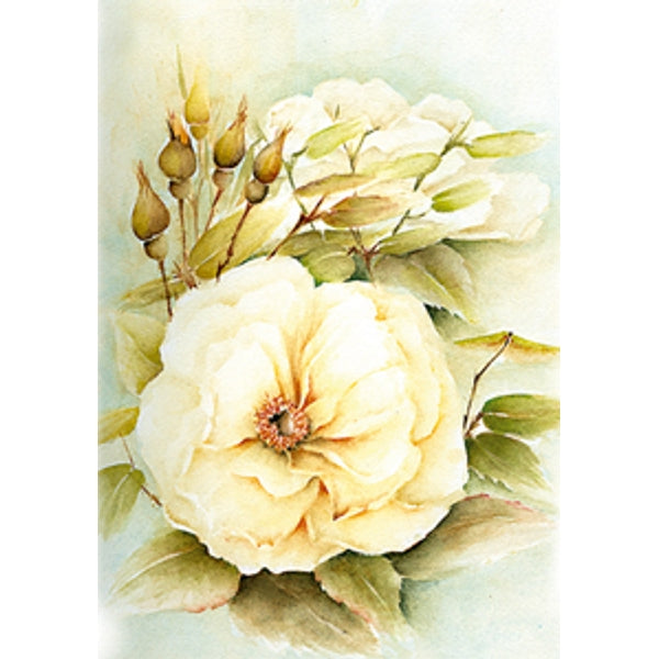 Wenskaart witte roos met knoppen