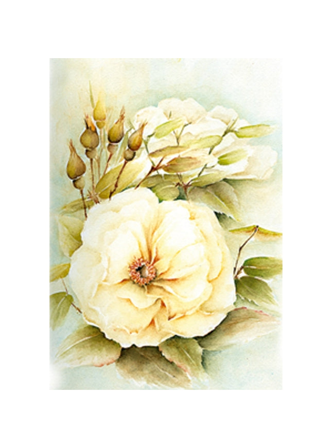 Wenskaart witte roos met knoppen