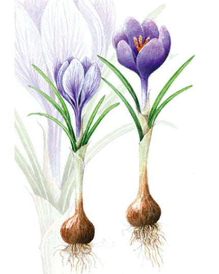 Wenskaart crocussen met bol