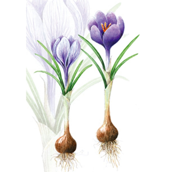 Wenskaart crocussen met bol