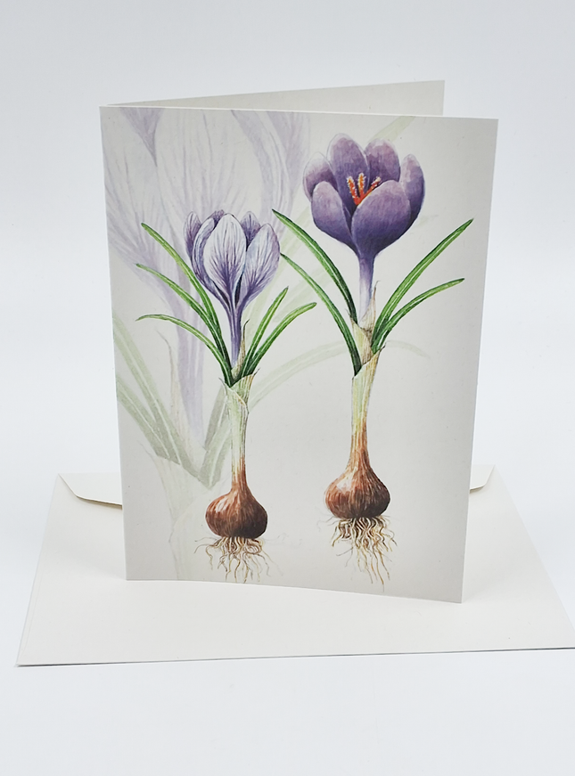 Wenskaart crocussen met bol