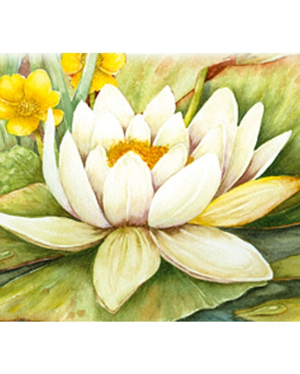 Wenskaart witte waterlelie condoleance