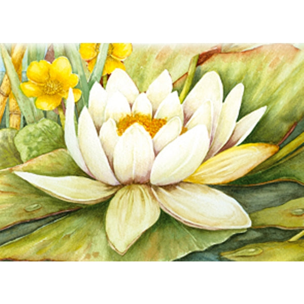 Wenskaart witte waterlelie condoleance