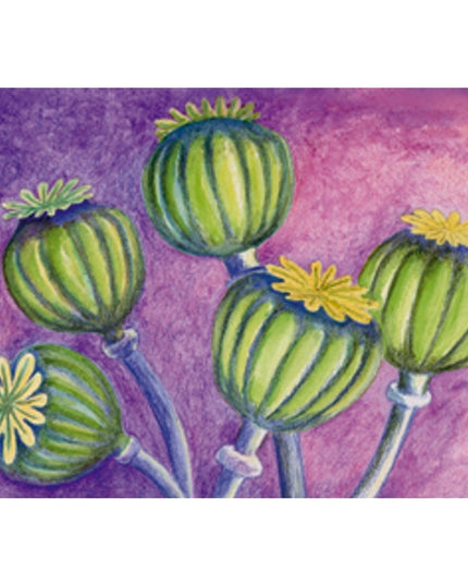 Wenskaart papaverbollen condoleance