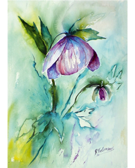 Wenskaart paarse helleborus