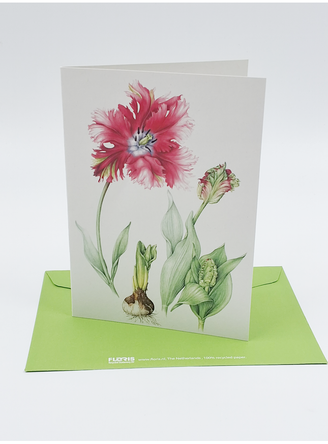 Greeting card red tulip