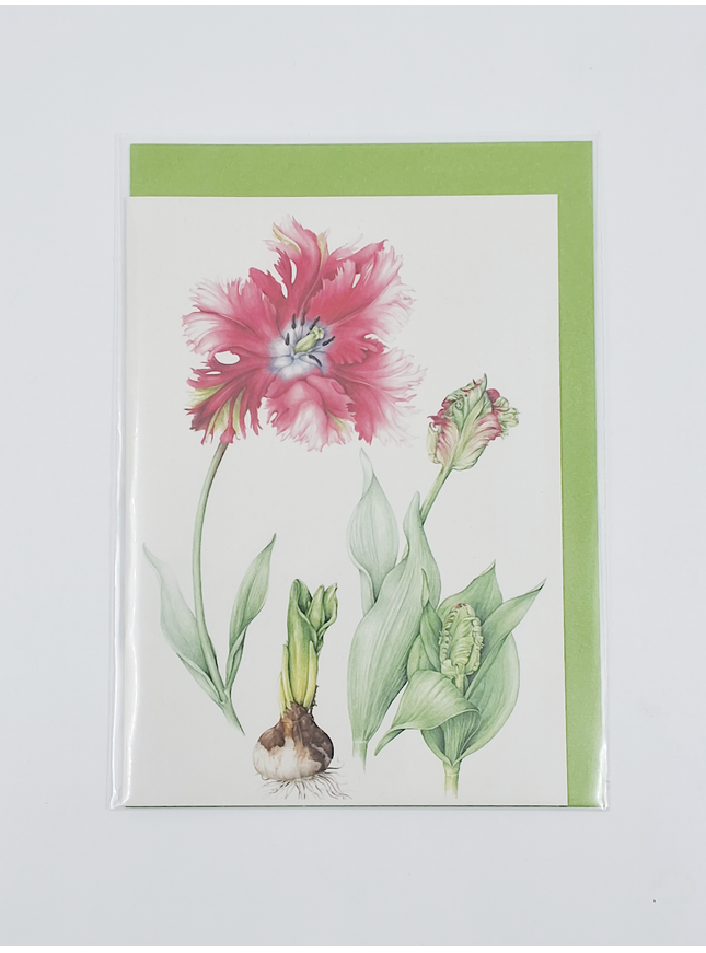 Greeting card red tulip
