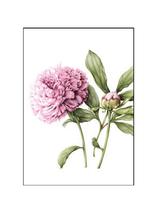 Peony greeting card