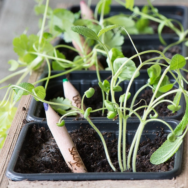 Sprout pencil with seeds - sage