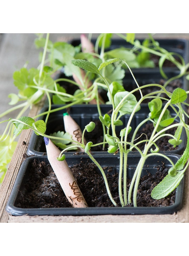Sprout potlood met zaden - salie