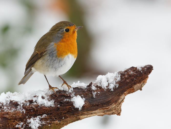 <h2>Wij bouwen aan de nieuwe webshop</h2>