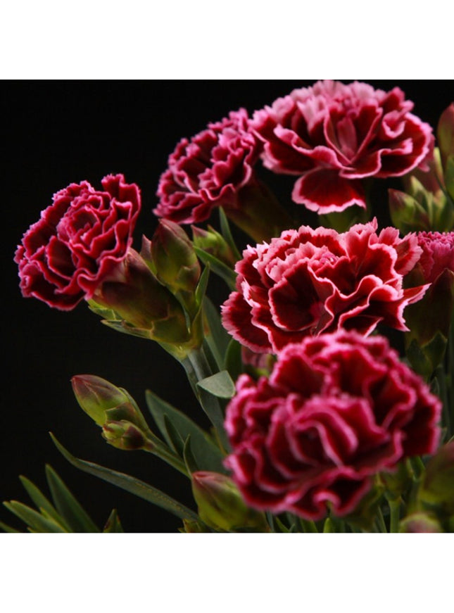 Rond kleurpotlood met zaden - rood : anjer