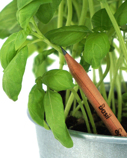 Crayon germé avec graines - basilic